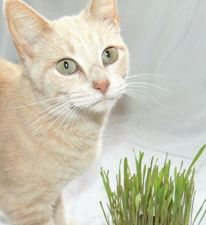 Over 1 Oz. Premium Indoor Pet HAPPY CAT Cereal Rye Grass Over 1500 Seeds! Happy Cat Ohio Does not apply - фотография #3