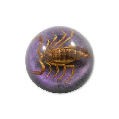 REALBUG 2 1/2 x 1 1/4" Golden Scorpion Dome Paperweight Purple  Does not apply Does Not Apply - фотография #2