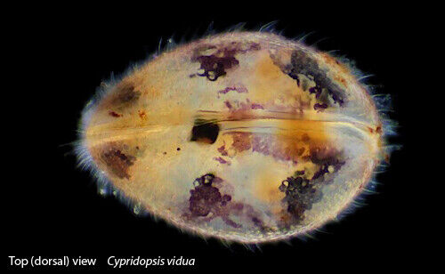 100+ Live Freshwater Seed Shrimp Culture, Ostracods - 1mm Size - Parasite Free! Без бренда - фотография #4