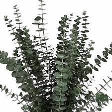 Baby Blue Eucalyptus 5 Bunches Wholesale / Grower Direct Без бренда
