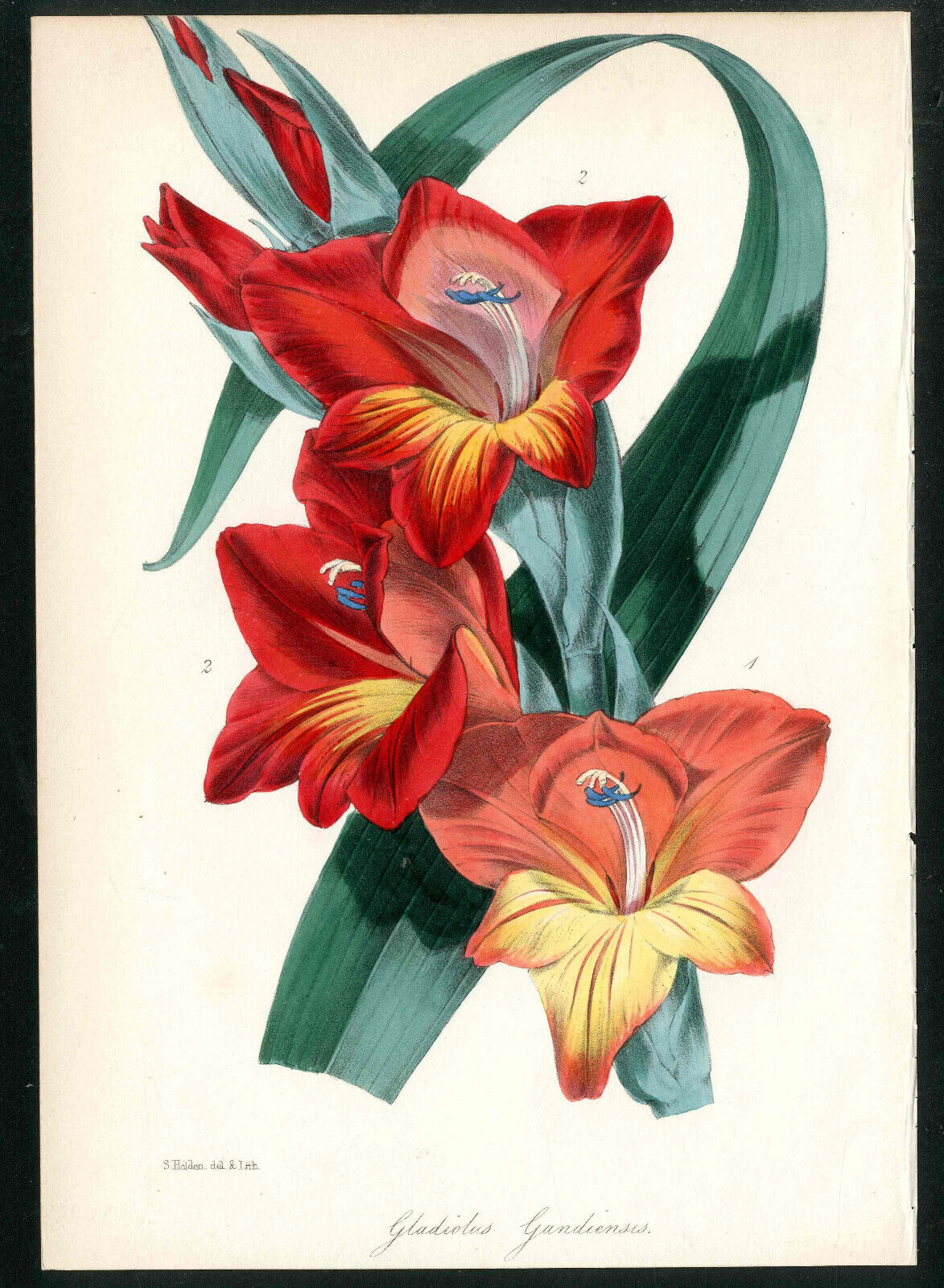 1834 Joseph Paxton Original Antique Magazine Botany Red Orange Gladiolus Print Без бренда