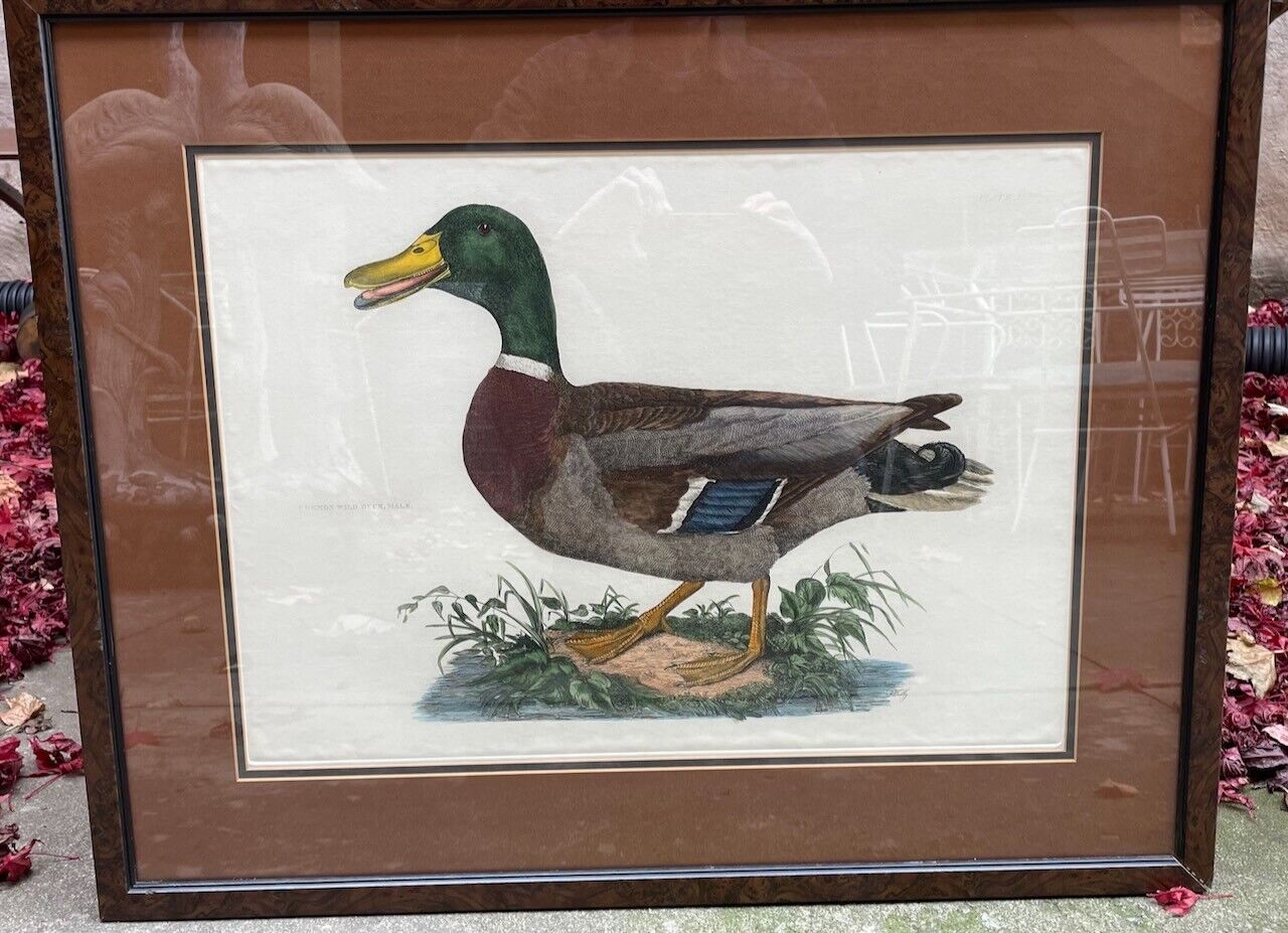 Prideaux John Selby "Common Wild Duck, Male" Hand-Colored Copper Engraving Без бренда - фотография #3