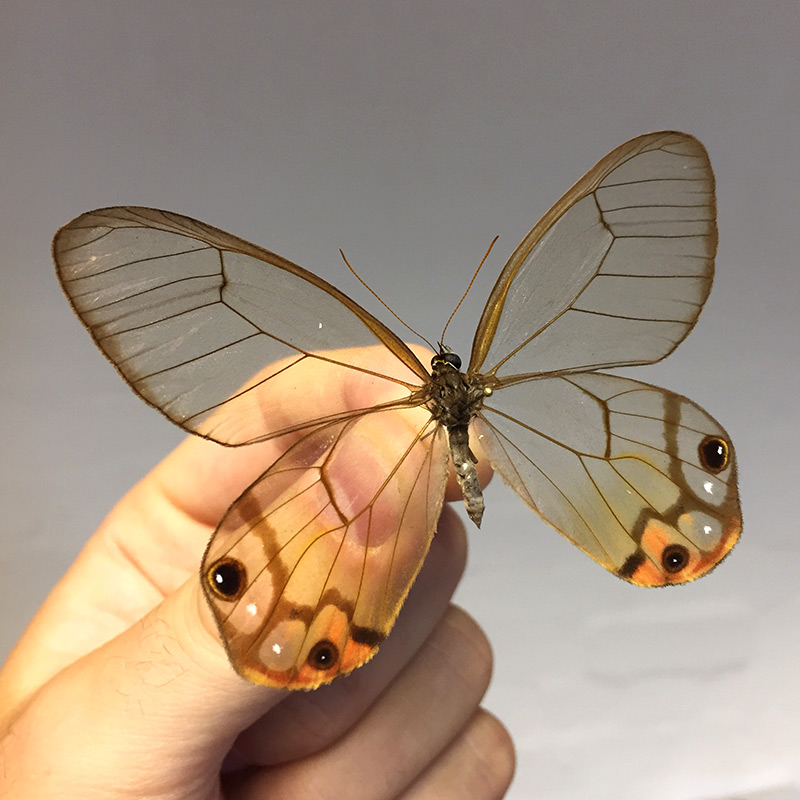 Glasswing Butterfly Mix 25 A1 Pink Cithaerias, Haetera, Ithomia, Greta Species,  Без бренда - фотография #8