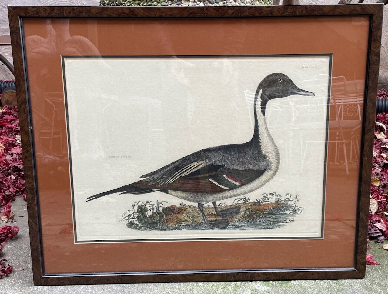 Prideaux John Selby "Common Pintail" Framed Hand-Colored Copper Engraving Без бренда - фотография #2