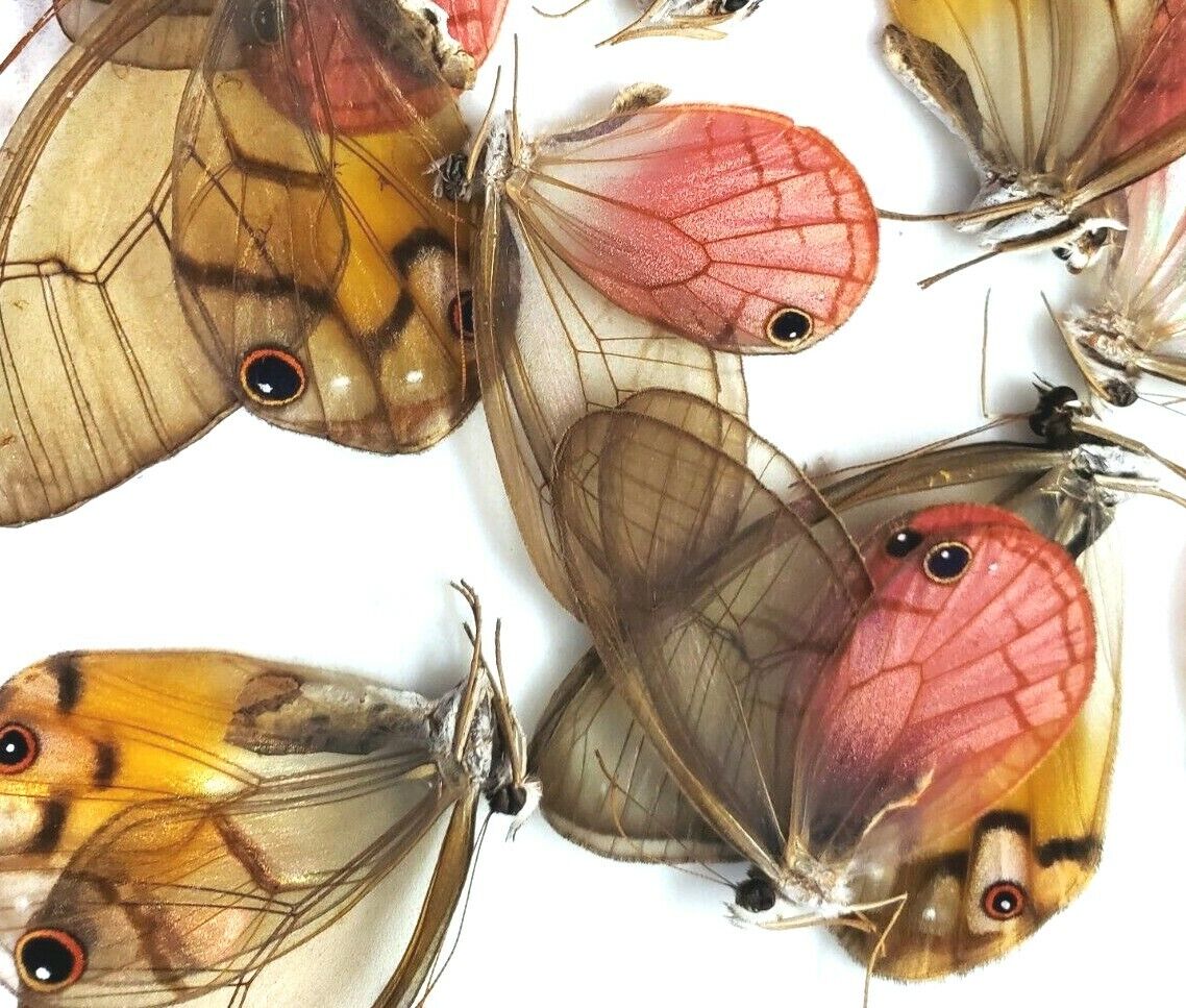 Glasswing Butterfly Mix 25 A1 Pink Cithaerias, Haetera, Ithomia, Greta Species,  Без бренда - фотография #4