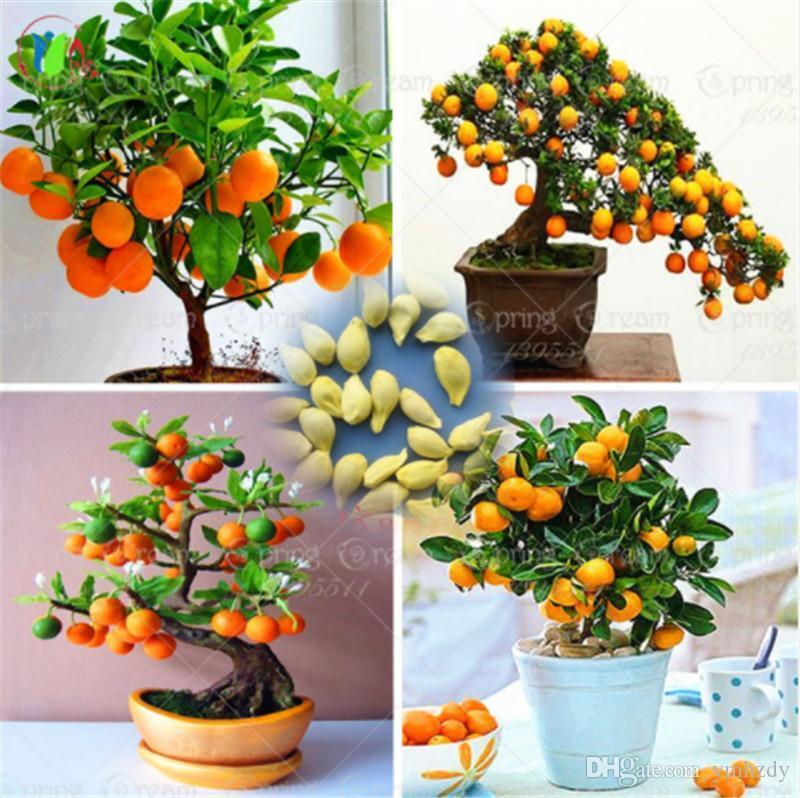 20 Dwarf Tangerine Mandarin Orange Citrus Fruit Bonsai Tree Seeds Easy Grow ! Unbranded Does not apply - фотография #7