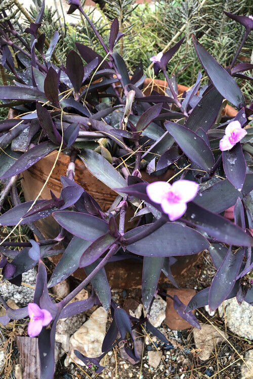 LOT OF 10 WANDERING JEW PURPLE HEART TRADESCANTIA CUTTINGS - ORGANIC HEALTHY  Unbranded not applicable