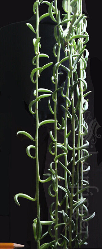 String of Pearls Bananas Plant — Senecio radicans NOT SEEDS:LIVE PLANT Succulent Unbranded - фотография #9