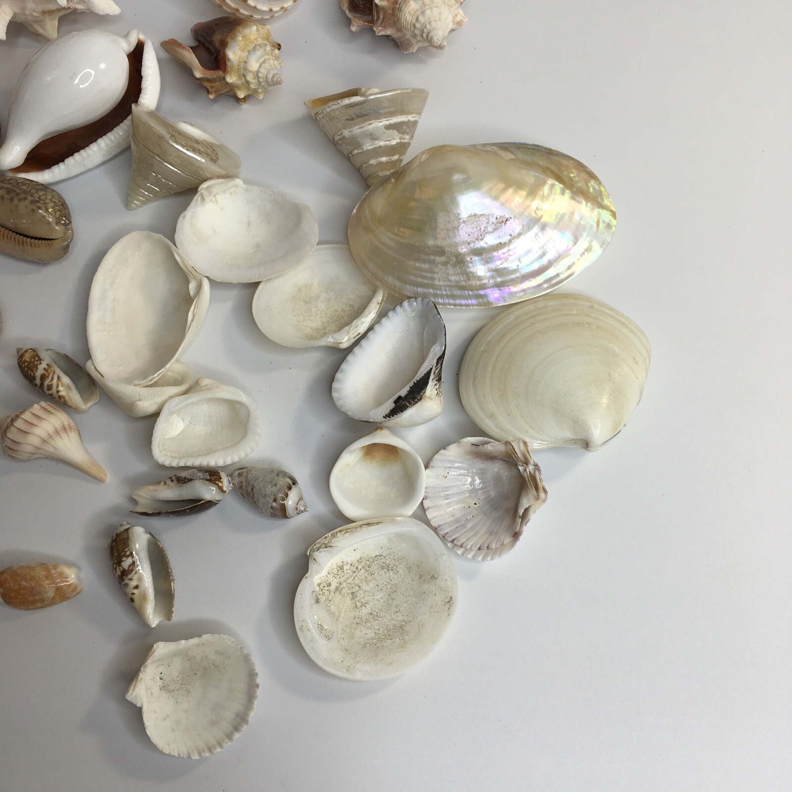 Lot 30+ Mixed Specimen Sea Shells Beach Nautical  Decor Crafts Aquarium Без бренда - фотография #3
