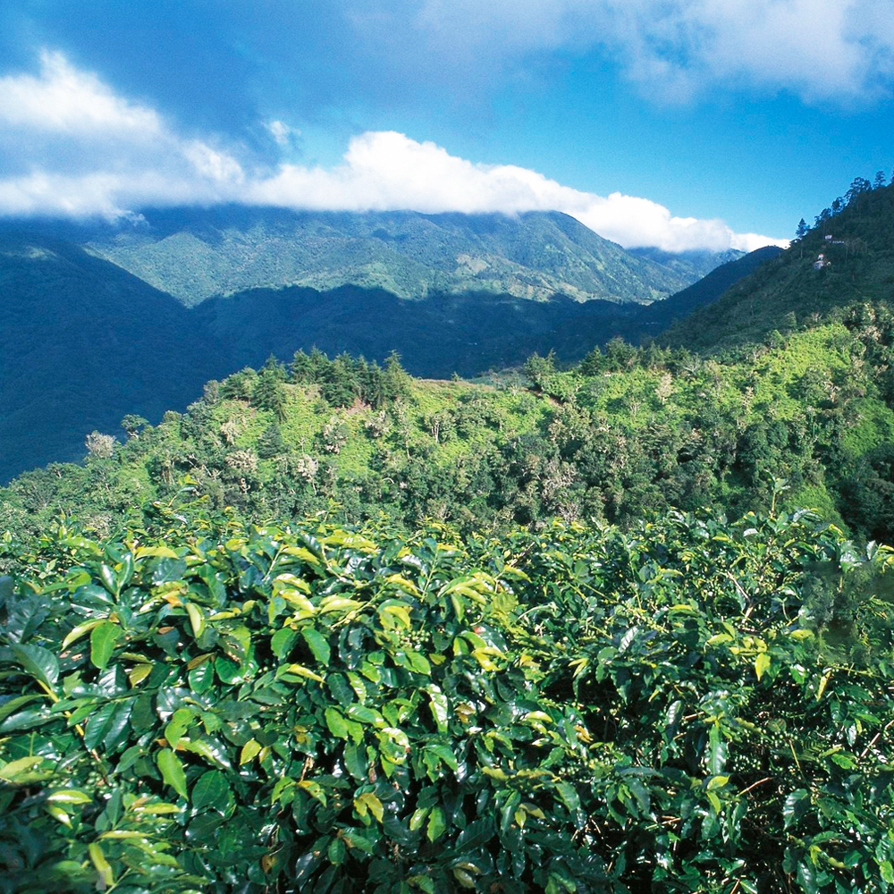100 % JAMAICAN BLUE MOUNTAIN COFFEE BEANS MEDIUM ROASTED 2 POUNDS Blue Mountain - фотография #12