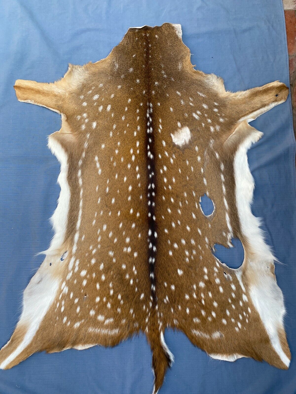 Axis Deer Chital Hides - 10 Pieces Lot #003 Axis Axis Does Not Apply - фотография #7