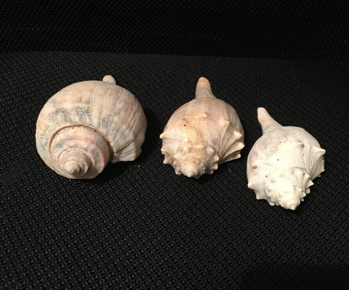 Lot of 3 Medium Queen Conch Sea Shells 4"- 5" Marine Ocean Seashore Decor Crafts Без бренда - фотография #4