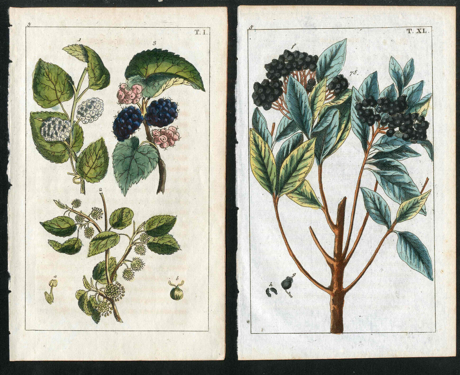 1799 Gottlieb Tobias Wilhelm Original Mulberries, 2 Antique Berry Prints Без бренда
