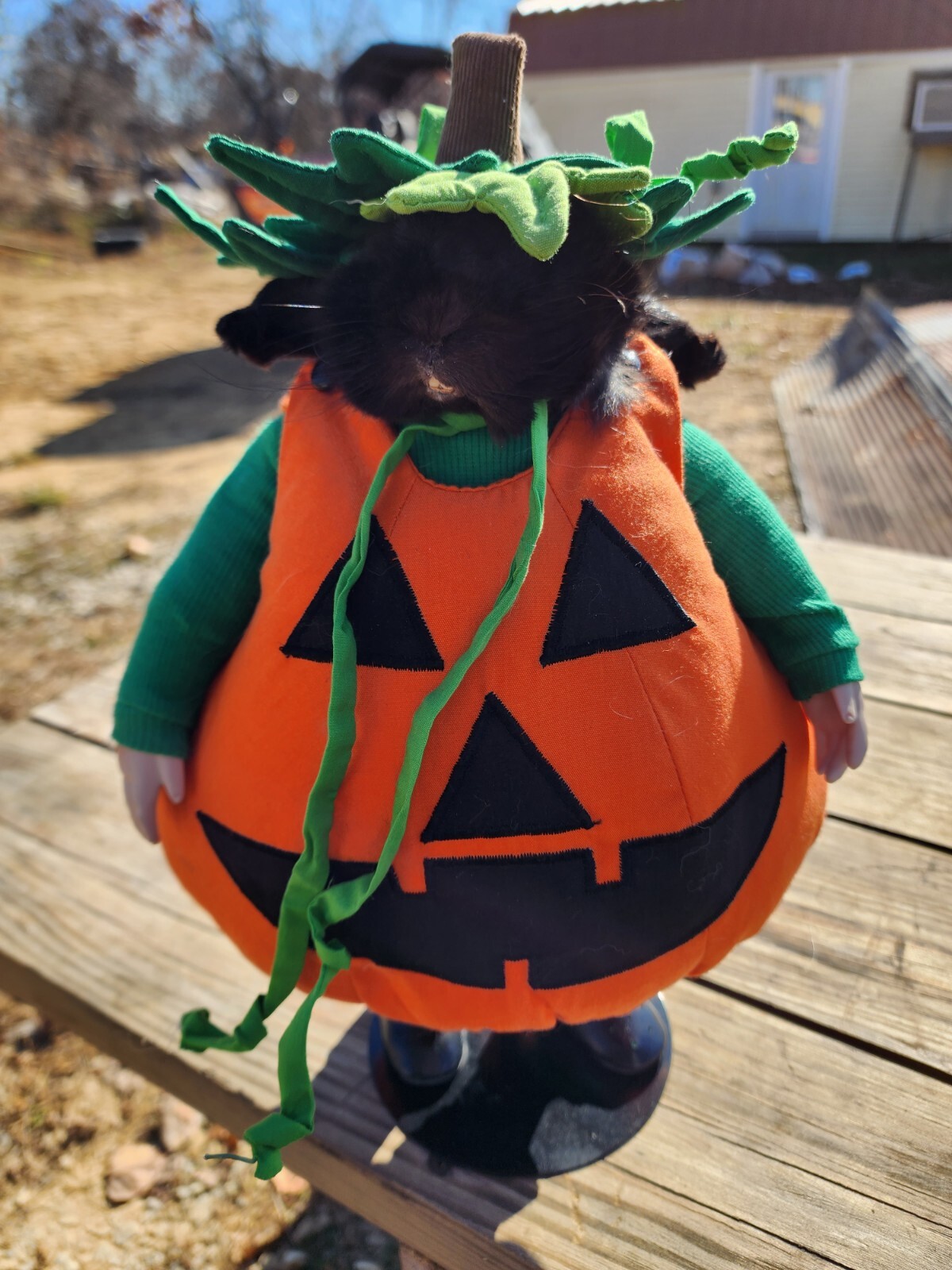 Halloween Pumpkin Rabbit Doll taxidermy rabbit Bunny hunting cabin Mount Без бренда - фотография #2