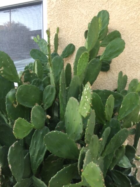 Spineless thornless edible Nopales Prickly pear cactus, lot of 3 pads Cactus - фотография #6