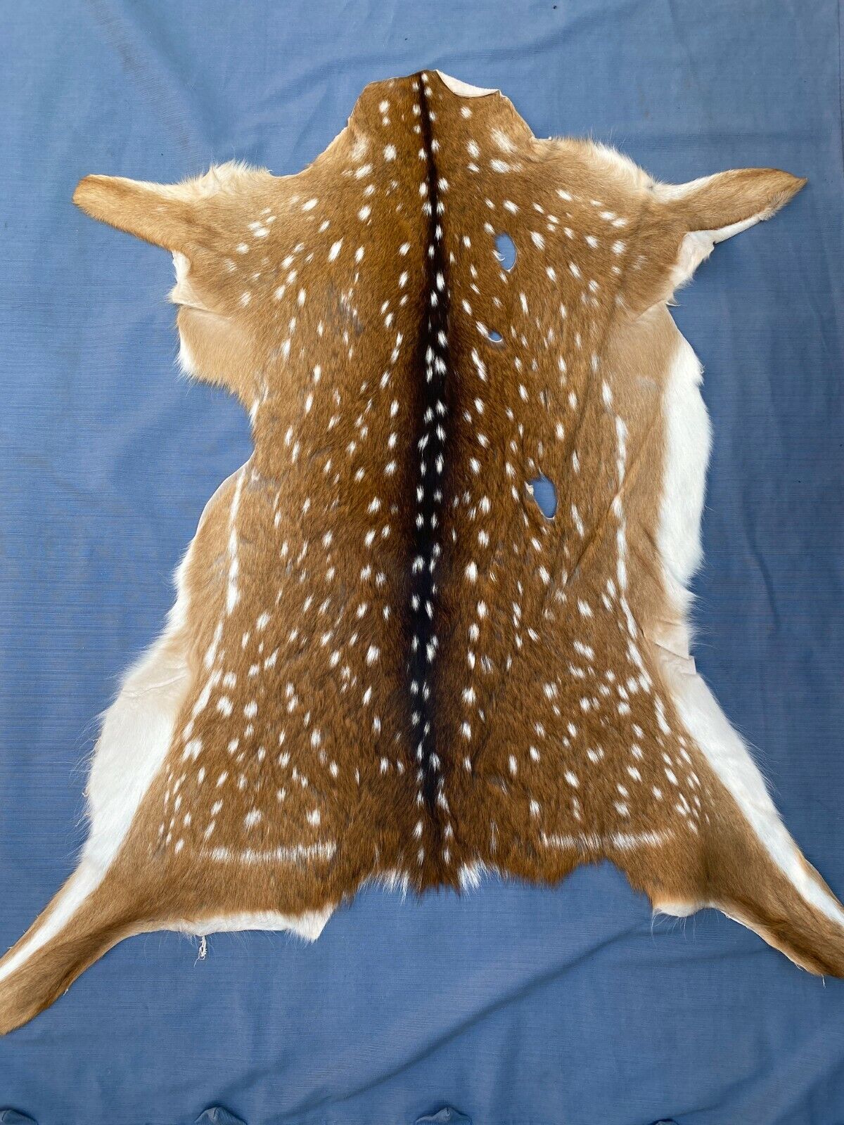 Axis Deer Chital Hides - 10 Pieces Lot #003 Axis Axis Does Not Apply - фотография #4