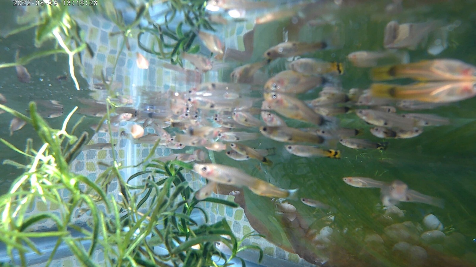 20pk Juvenile Female Guppies MP #020 (FREE SHIPPING) 20PK LITTLE LADIES 20pk Без бренда - фотография #3