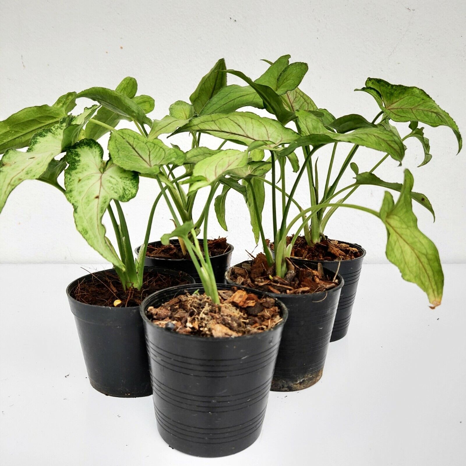 Set of 5 Nice Plant Syngonium Orm Manee Mutation Tropical Rooted Houseplant Rare Unbranded - фотография #2