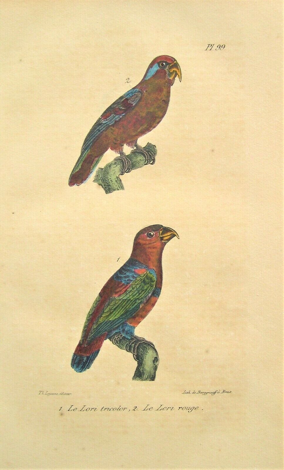 4 Antique Parrot Prints: Hand Colored: Parrot: Count De Lacepede; Paris 1847 Без бренда - фотография #3