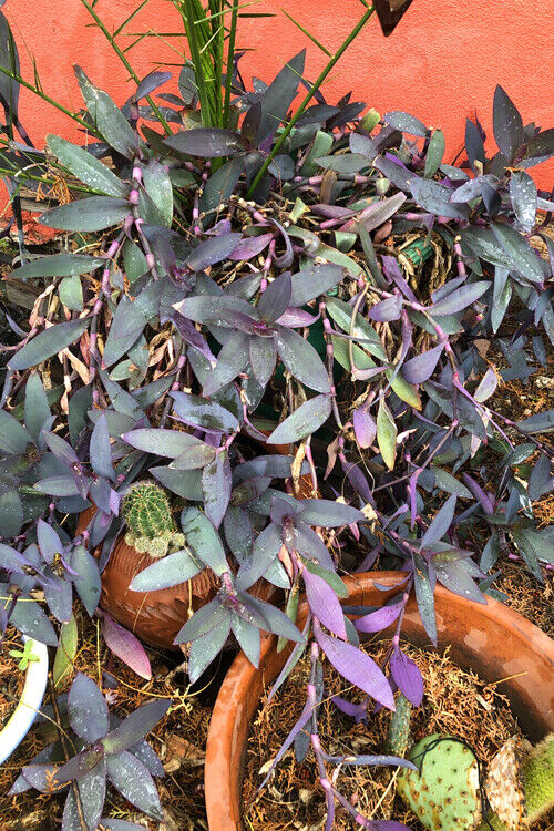 LOT OF 10 WANDERING JEW PURPLE HEART TRADESCANTIA CUTTINGS - ORGANIC HEALTHY  Unbranded not applicable - фотография #3