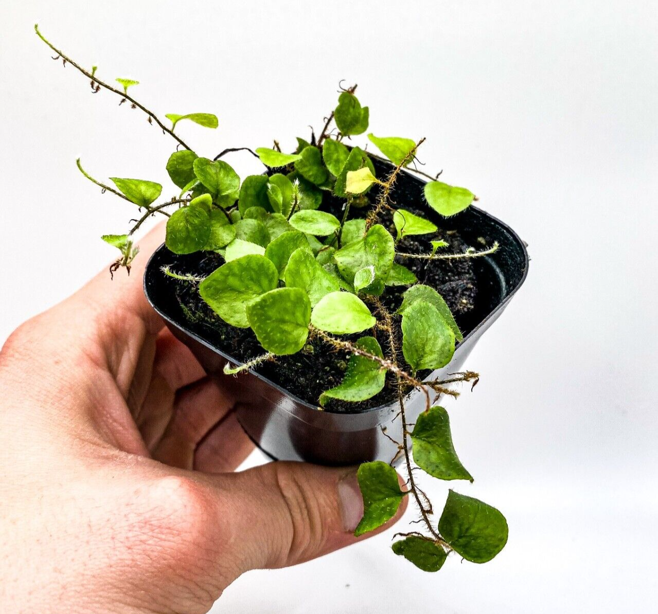 Microgramma tecta (2.5" Pot) Miniature Epiphytic Fern /Dart Frog Terrarium Plant Creation Cultivated Microgramma tecta