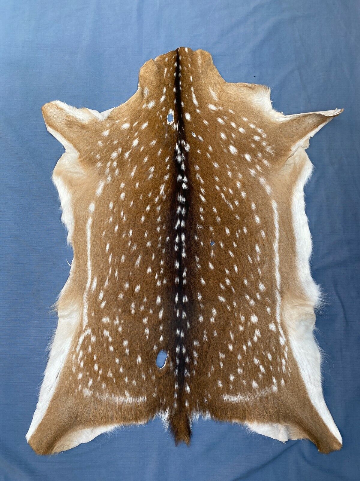 Axis Deer Chital Hides - 10 Pieces Lot #003 Axis Axis Does Not Apply - фотография #2