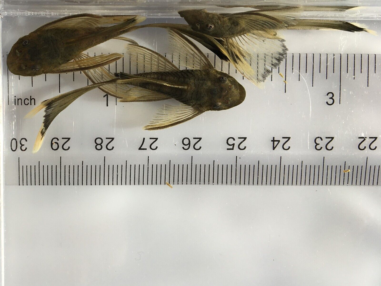 LONGFIN GREEN DRAGON Bristlenose Plecostomus 1-1/2+ inch (Total Length) LIMITED! Без бренда - фотография #10