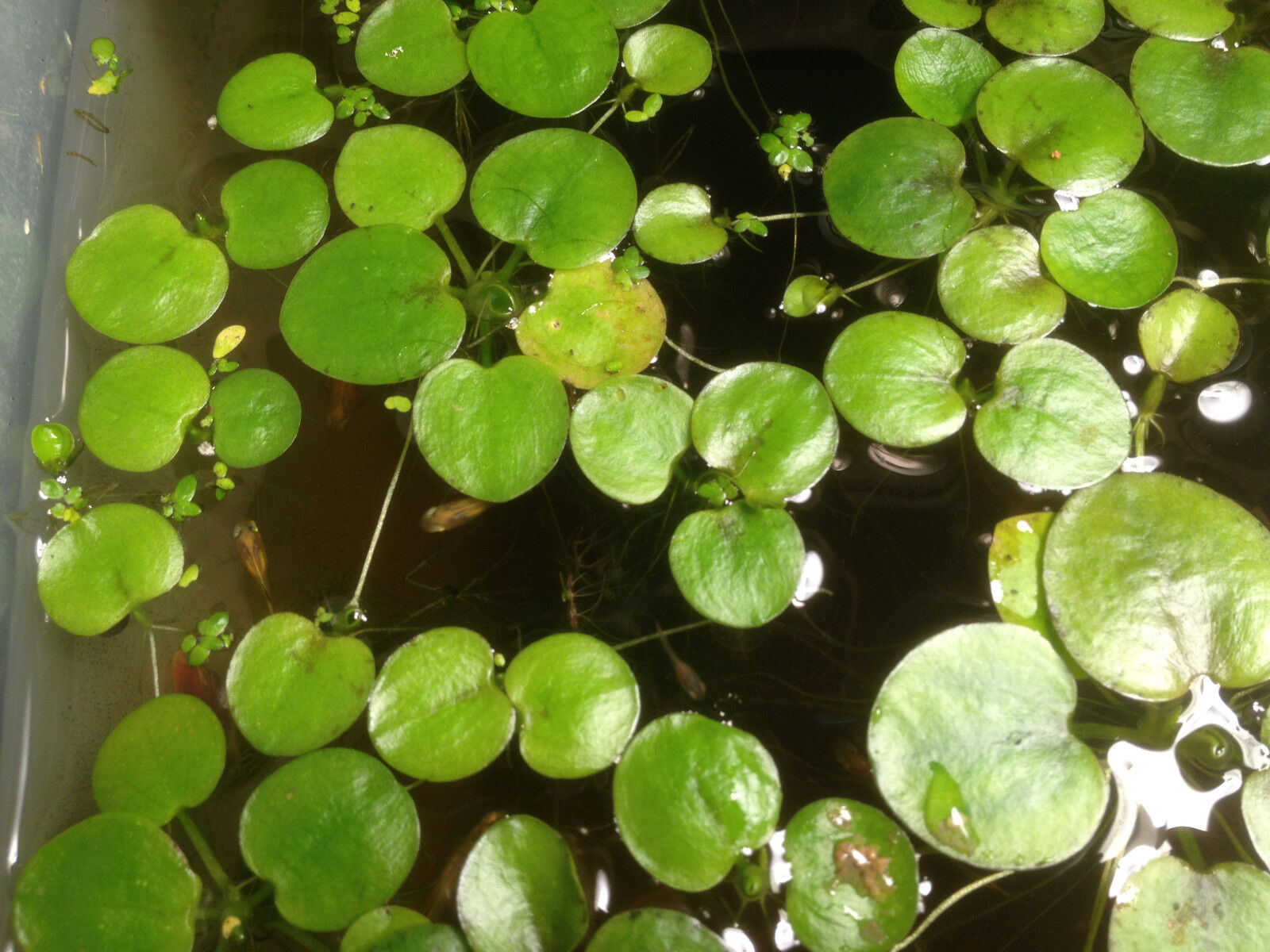 9 extra small Amazon frogbit Live aquarium/Aquatic/Floating plant Без бренда - фотография #4