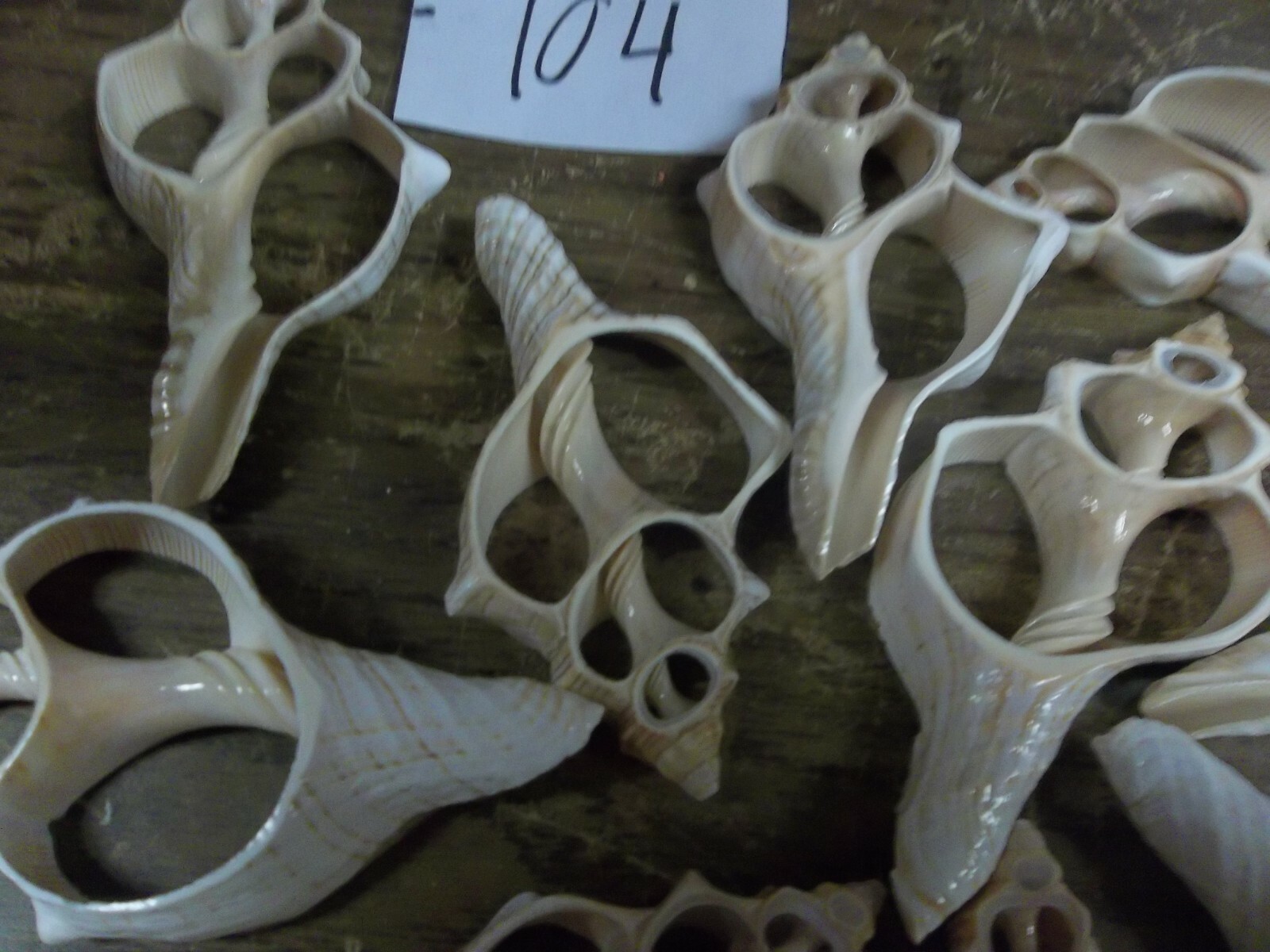 lot of 13 ocean sea shell center cut Fox Conch craft approx 3+ inches  104 Unbranded Does Not Apply - фотография #3