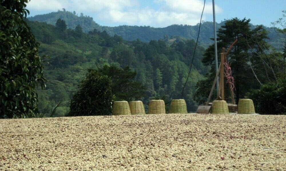 100 % JAMAICAN BLUE MOUNTAIN COFFEE BEANS MEDIUM ROASTED 2 POUNDS Blue Mountain - фотография #11
