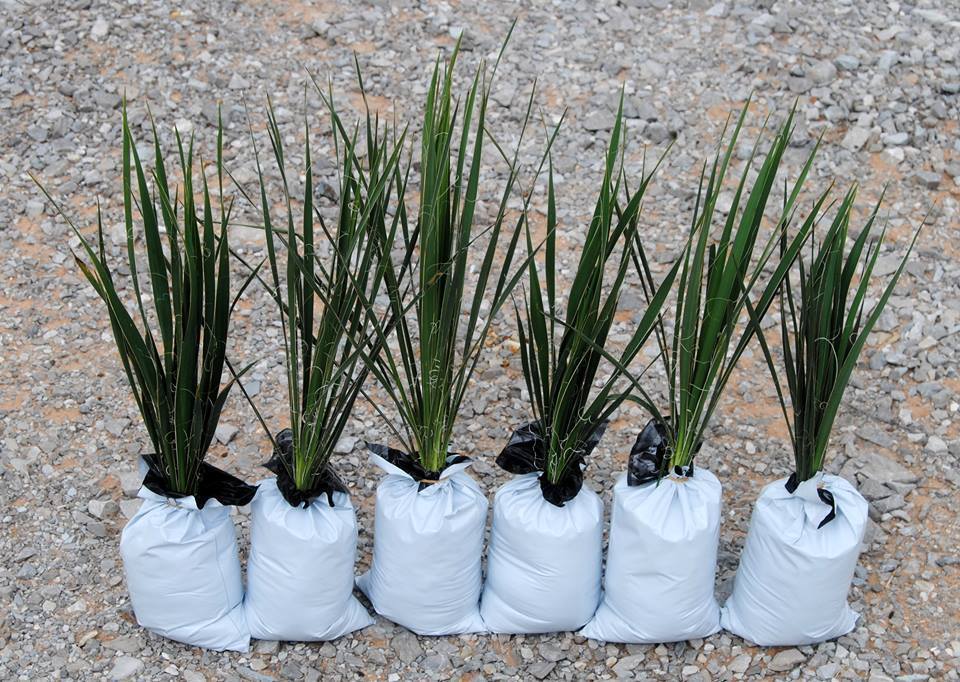  Yucca Plants 6 Large 20-25 inches tall  Landscaping Flowers White ADAMS NEEDLE  Unbranded
