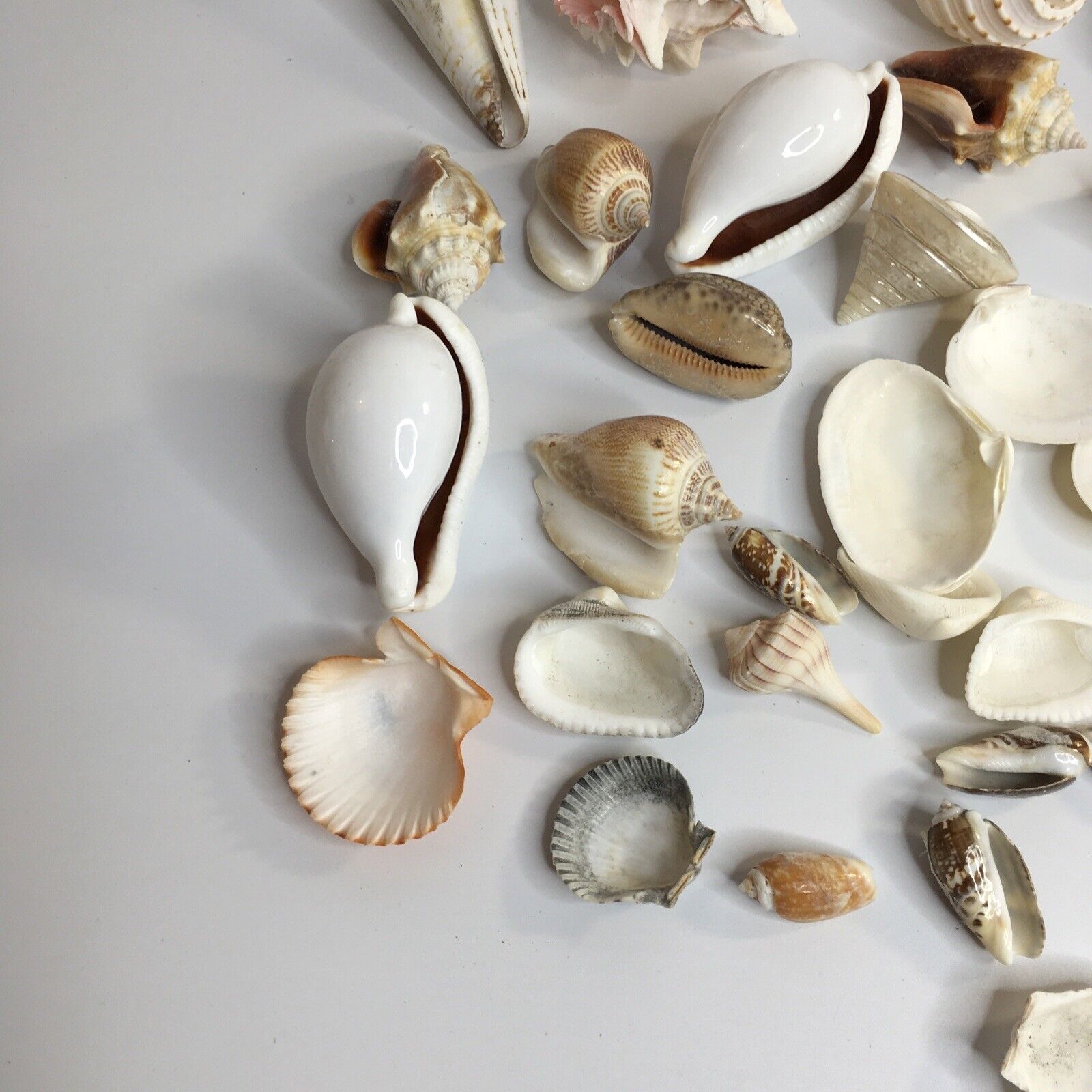 Lot 30+ Mixed Specimen Sea Shells Beach Nautical  Decor Crafts Aquarium Без бренда - фотография #2