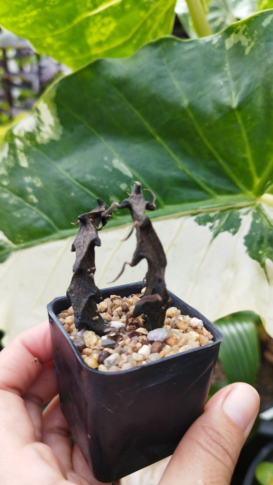 Ceropegia bosseri 2 plants + Free Phyto , ASCLEPIADACEAE , APOCYNACEAE Unbranded