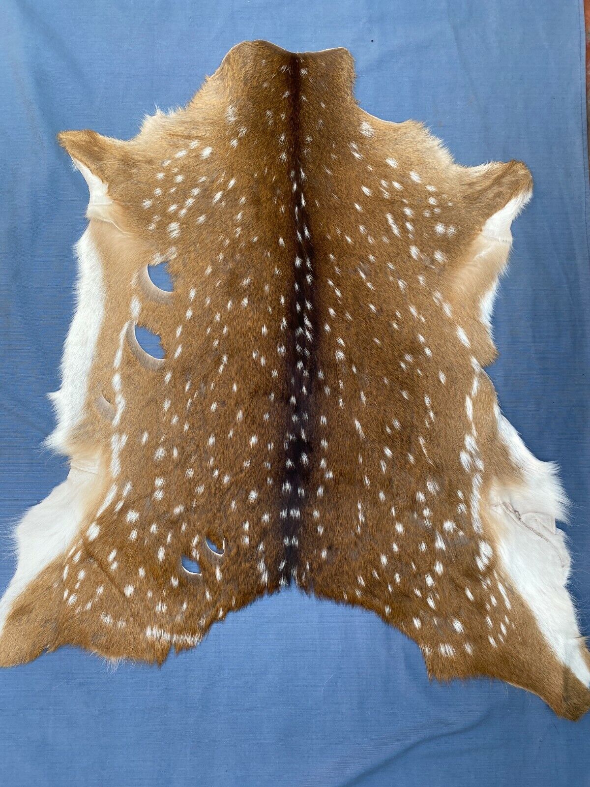 Axis Deer Chital Hides - 10 Pieces Lot #003 Axis Axis Does Not Apply - фотография #5