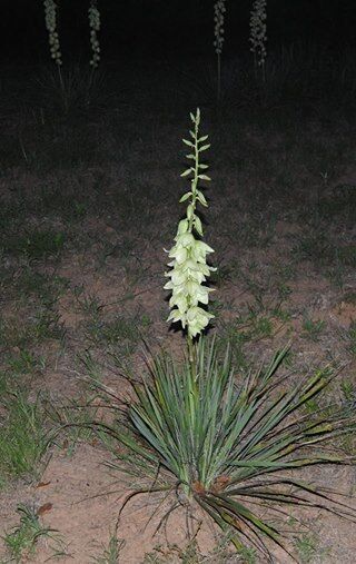  Yucca Plants 6 Large 20-25 inches tall  Landscaping Flowers White ADAMS NEEDLE  Unbranded - фотография #3