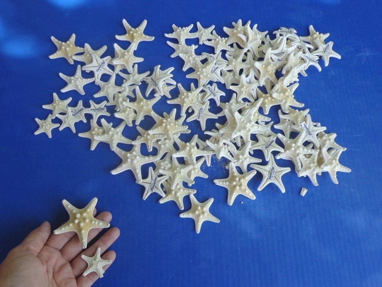 100 piece lot 1-2 inch White Knobby Thorny starfish wedding seashells (S) Без бренда