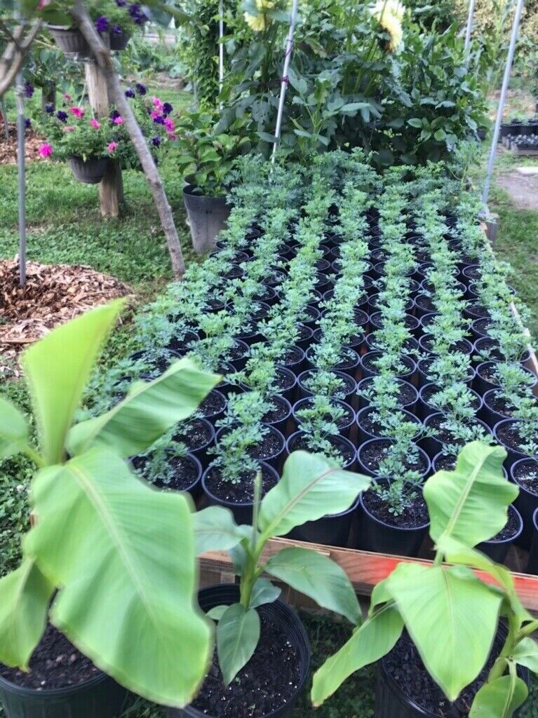 [FREE SHIPPING] 50 Fresh Premium Ruda (Rue) Plant Seeds Ruda (Remedy Plant)