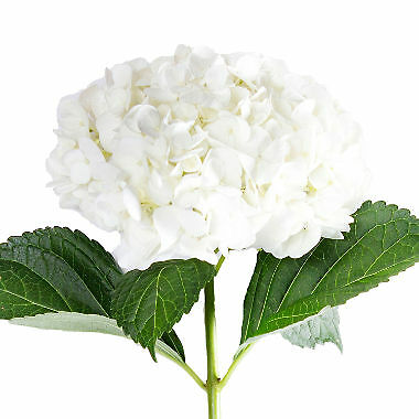 Premium Assorted Hydrangea / 20 stems / Grower Direct / Quality Guaranteed Florasource Does Not Apply - фотография #3