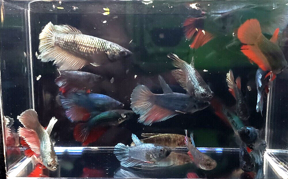 6 Assorted Color Female Halfmoon Betta Bettas Live Freshwater Aquarium Fish Без бренда