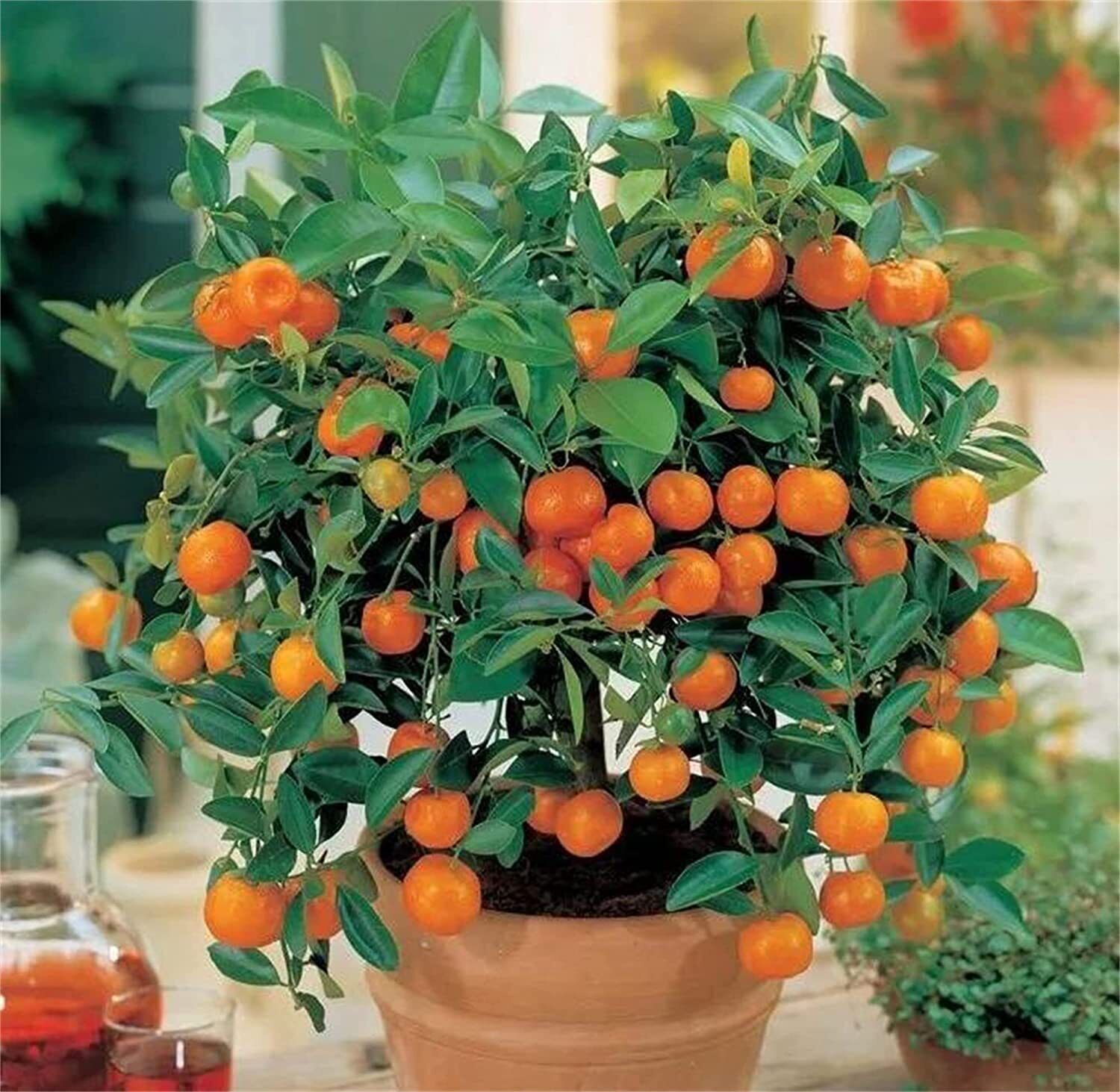 20 Dwarf Tangerine Mandarin Orange Citrus Fruit Bonsai Tree Seeds Easy Grow ! Unbranded Does not apply - фотография #4