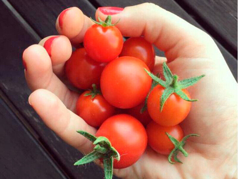 Seeds Tomato Balcony Miracle Red Vegetable Self-pollinating Organic Non GMO Unbranded - фотография #5