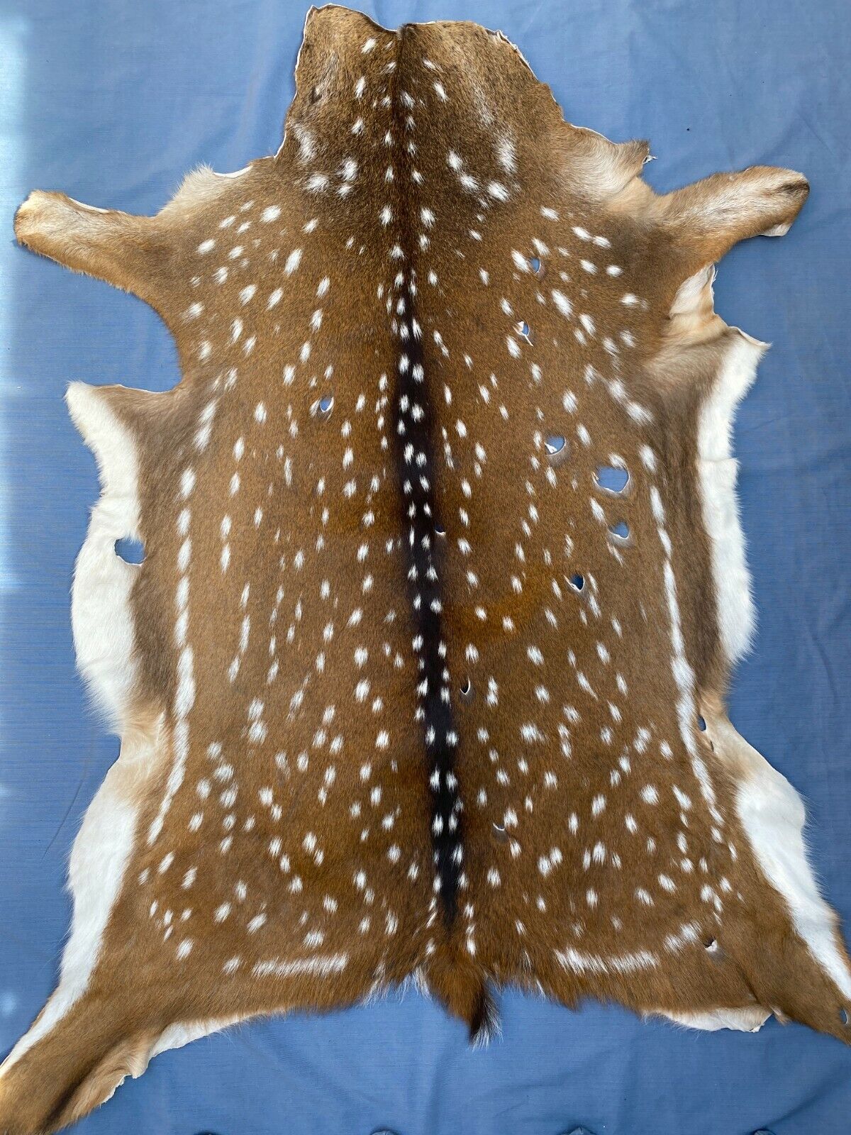 Axis Deer Chital Hides - 10 Pieces Lot #003 Axis Axis Does Not Apply