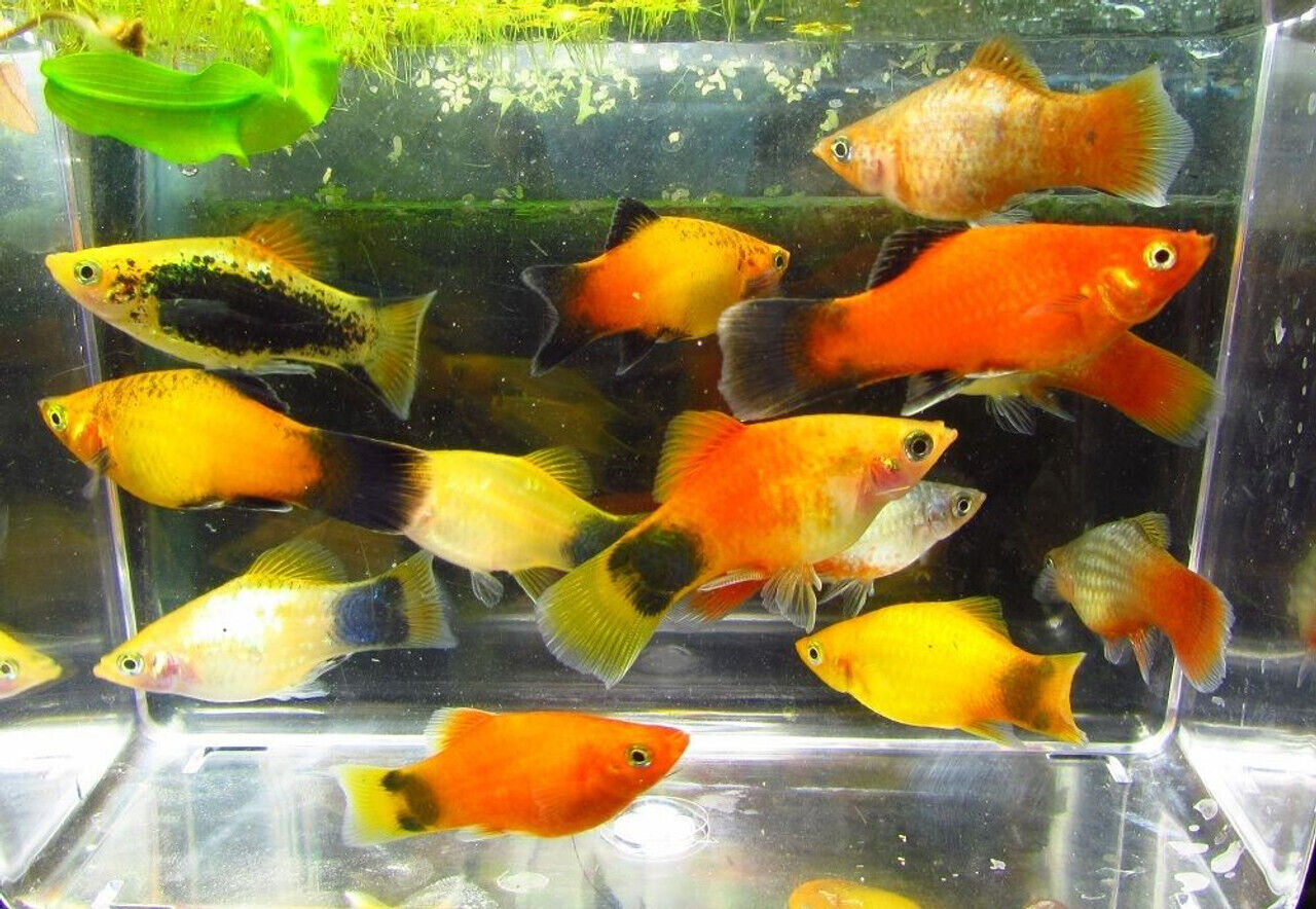 6 Assorted Color Platies Live Freshwater Aquarium Fish Без бренда