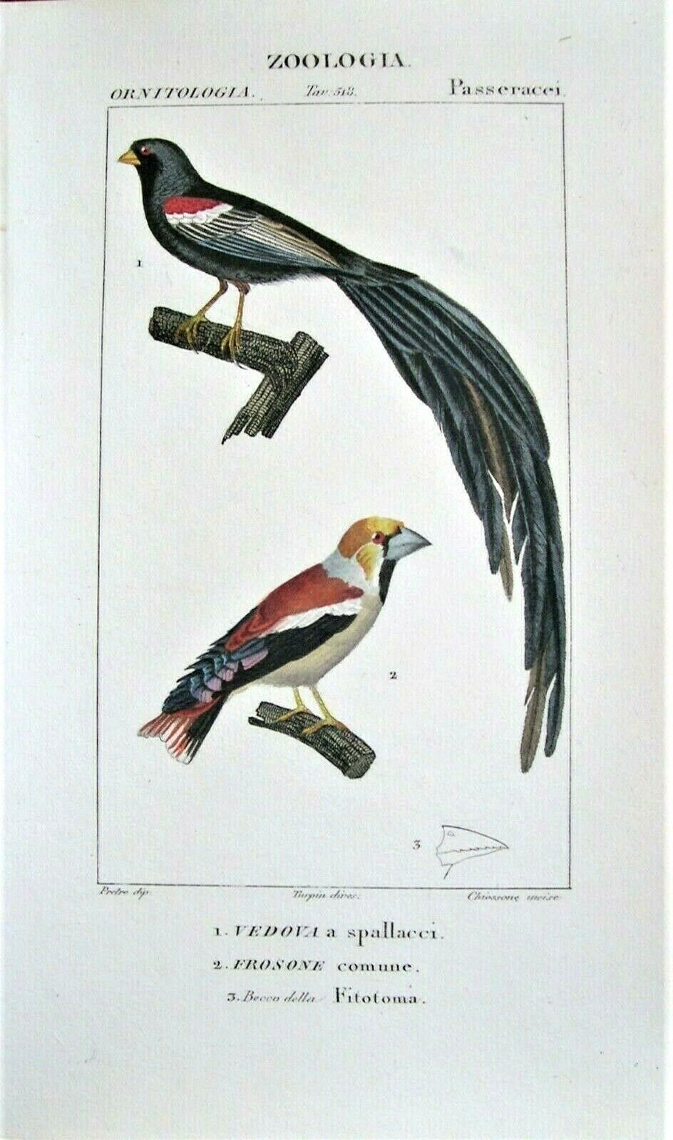 Turpin Original Antique Bird Prints; 2 Hand Colored Engravings: Florence, 1830 Без бренда - фотография #3