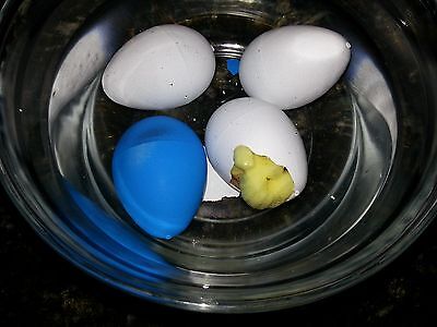 HatchaPet Eggs Growing Pet Dinosaur Eggs x3 - Perfect Gift for Easter!! HatchaPet - фотография #2