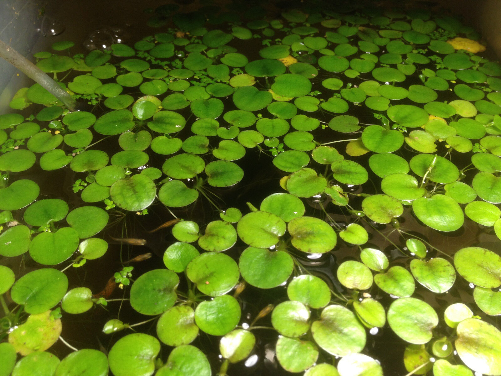 9 extra small Amazon frogbit Live aquarium/Aquatic/Floating plant Без бренда - фотография #2