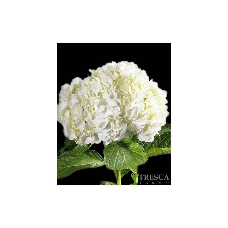 Premium White Hydrangea / 20 stems / Grower Direct / Quality Guaranteed Florasource Does Not Apply