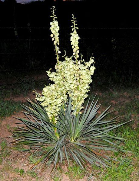  Yucca Plants 6 Large 20-25 inches tall  Landscaping Flowers White ADAMS NEEDLE  Unbranded - фотография #4