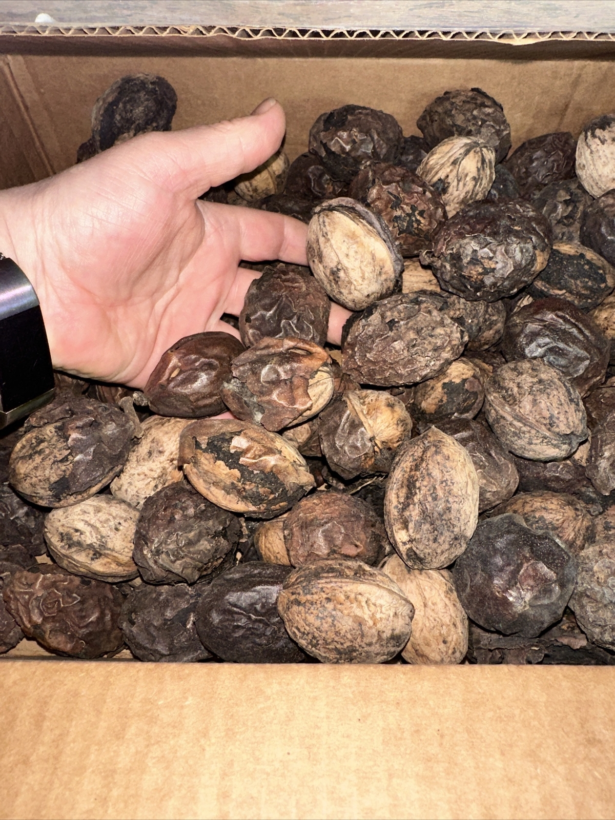 5  1/2 Pounds Black Walnuts in Shell –FOR DECORATION ONLY From Idaho Black Walnuts - фотография #2