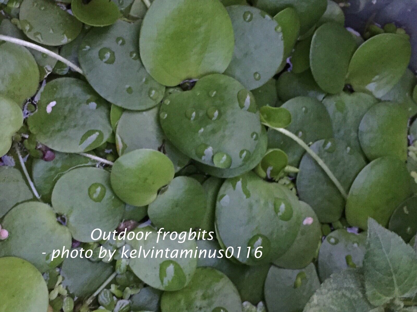 5 outdoor grown small Amazon frogbit(Limnobium laevigatum)Aquatic/Floating plant Без бренда